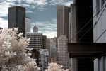 CRW_2113C.jpg