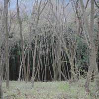 IMG_9651C.jpg