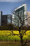 A tree in Tokyo