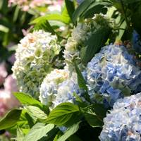 IMG_9900C.jpg