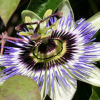 IMG_9965C.jpg