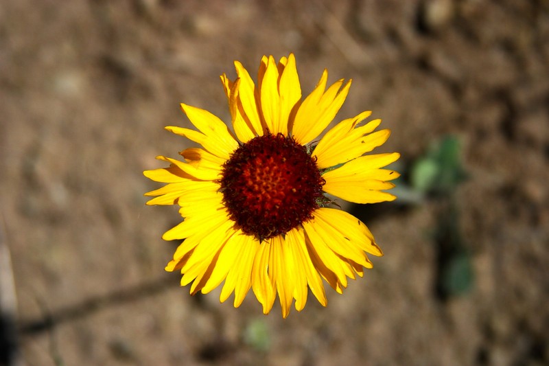 In addition to mountains, Montana has wildflowers 