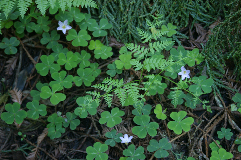 Sorrel.Ferns