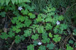 Sorrel.Ferns