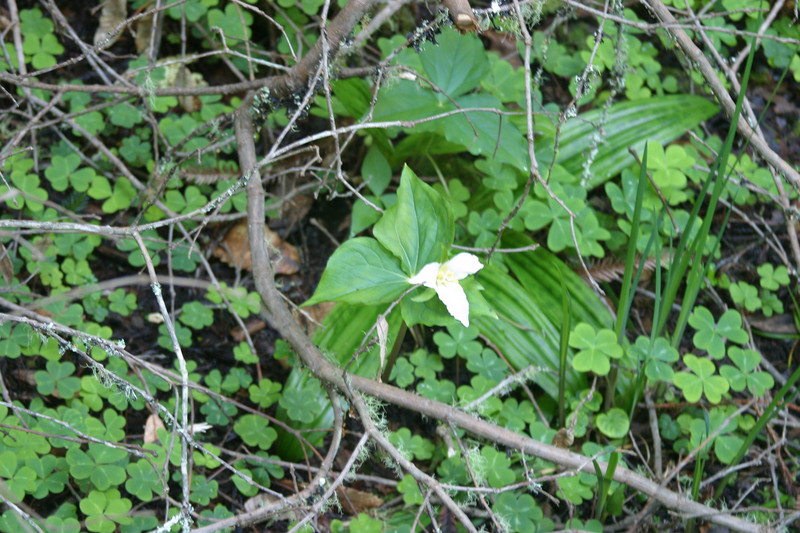 Sorrel.Other.Flowers