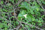 Sorrel.Other.Flowers