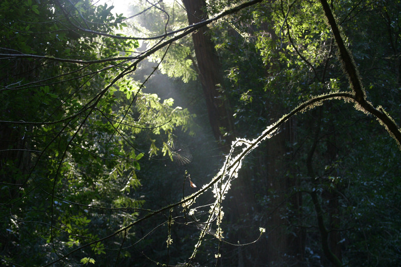 fuzzy.branch