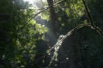 fuzzy.branch
