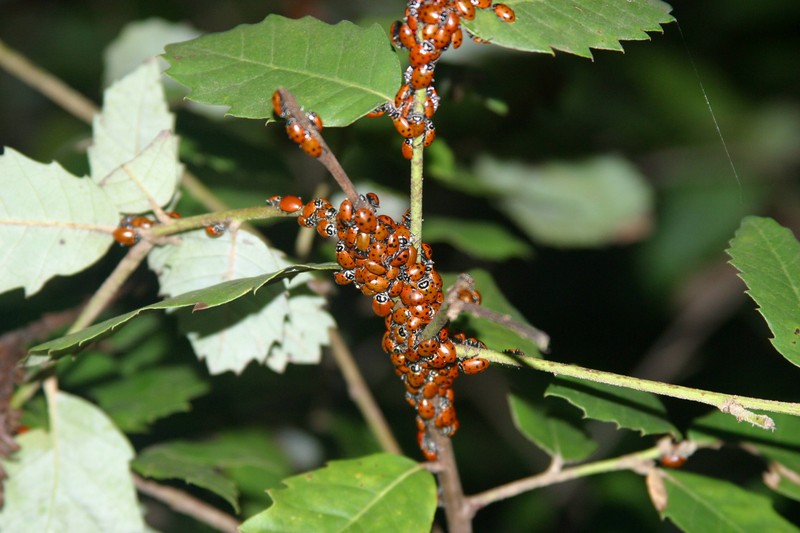ladybugs