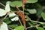 ladybugs