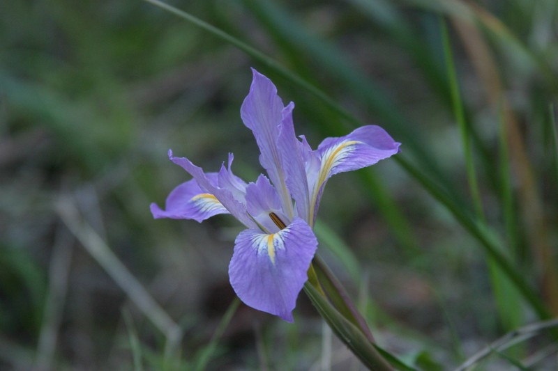 purple.flower