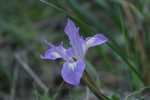 purple.flower