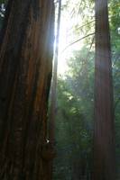 Highlight for Album: Muir Woods