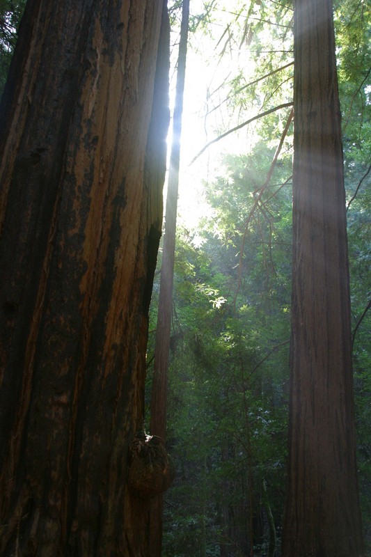 sunbeams