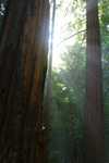 sunbeams