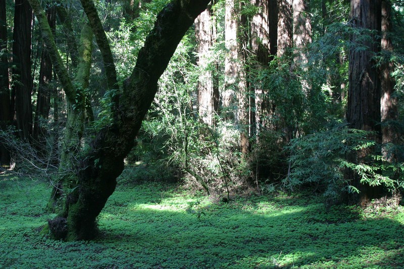 verdant