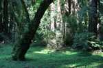 verdant