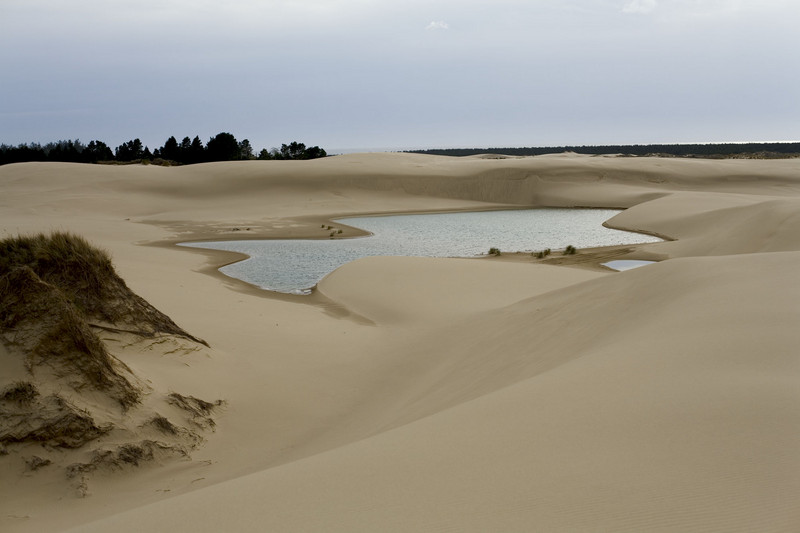 curvy-oasis.jpg