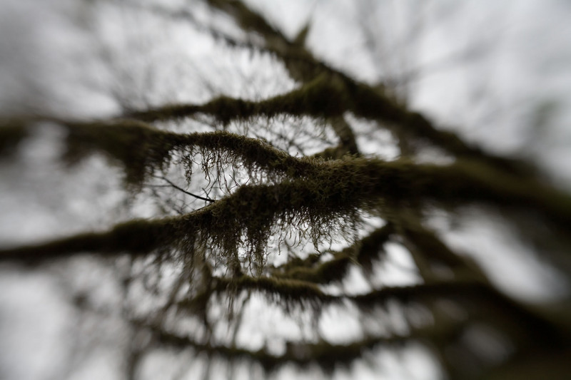 spooky.hairy.branch.jpg