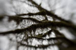 spooky.hairy.branch.jpg