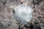 CRW_2175C.jpg