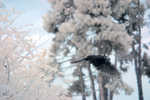 CRW_2184C.jpg