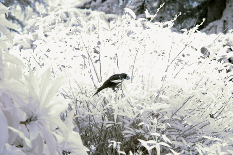 CRW_2193C.jpg