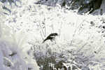 CRW_2193C.jpg