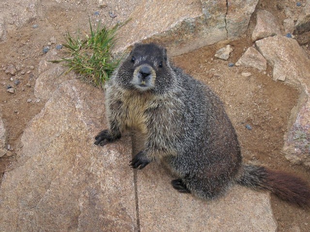 Marmot Close-up.jpg