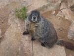 Marmot Close-up.jpg