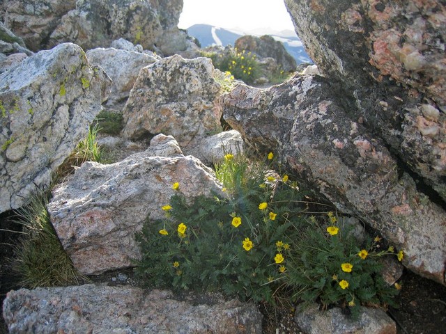 Trailridge Trail View.jpg
