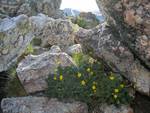 Trailridge Trail View.jpg