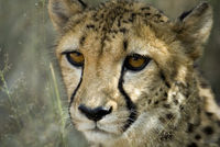 Highlight for Album: Cheetah Conservation Fund