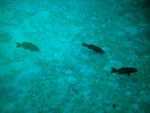USOs  (Unidentified swimming objects)