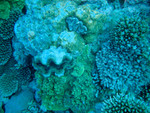 Poorly lit giant clams