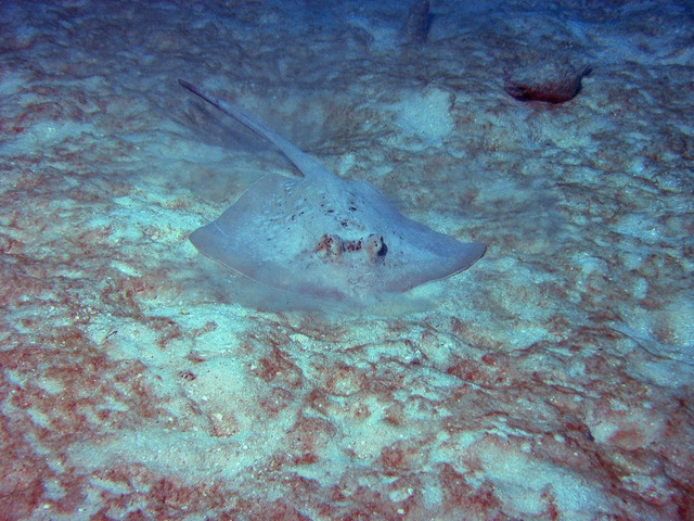 Some kind of ray