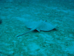 It has some spots - maybe an eagle ray?
