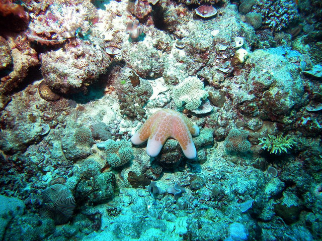 Some kind of starfish