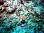Some kind of starfish