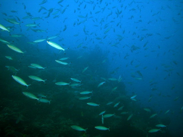 School of fish