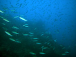 School of fish