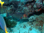 Spangled emperor