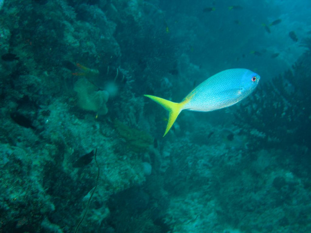 Yellowtail Fusilier