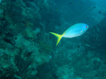 Yellowtail Fusilier