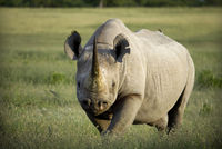Highlight for Album: Etosha National Park
