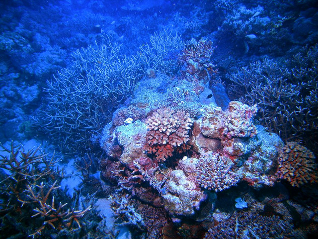 Red corals