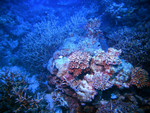 Red corals