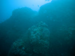 Brain coral