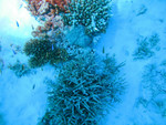 Staghorn coral