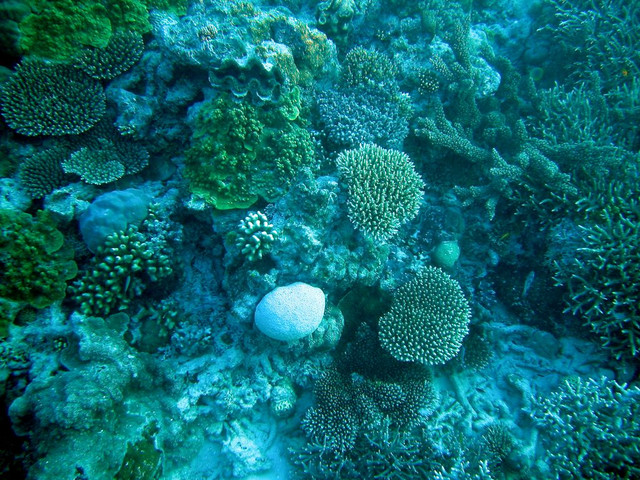 More corals